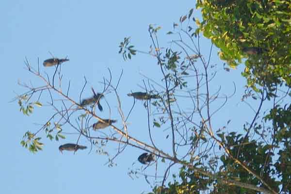 KumarakomBirdSanctuary