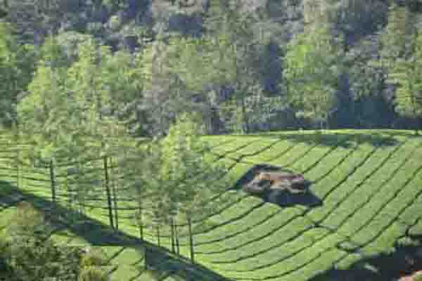 Munnar_HillStation